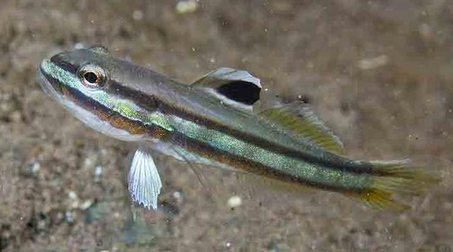  Valenciennea helsdingenii (Twostripe Goby)